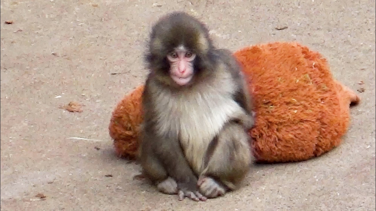 Exploring 'Meet Punch Monkey': Search Reveals Missing Content